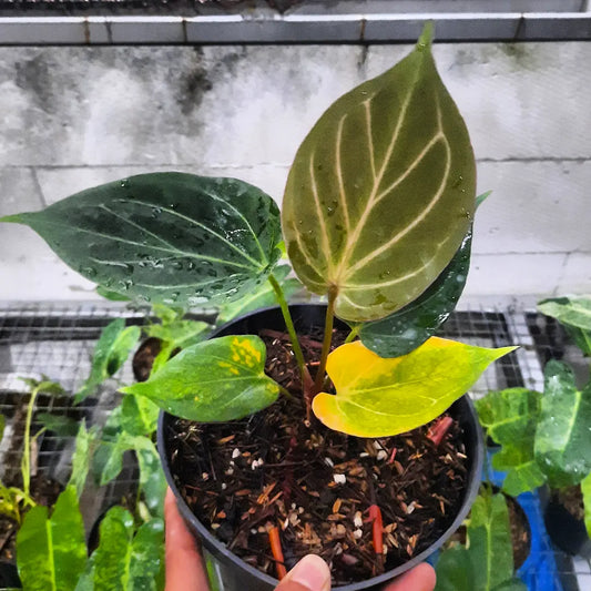 Anthurium King Of Spades HU — rare Indonesian plant