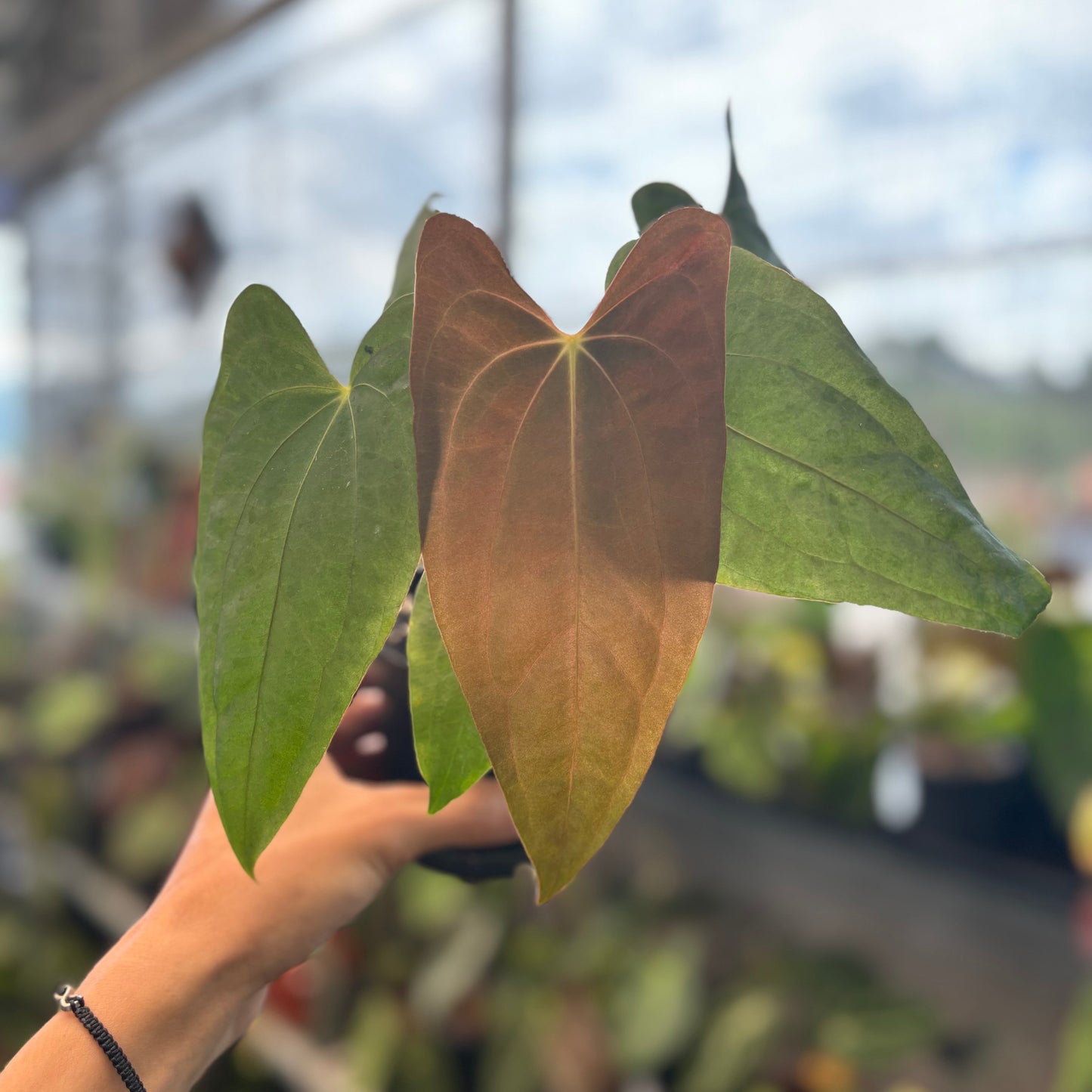 Anthurium Fort Sherman From Seeds - Indonesian Rare Plants