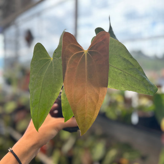 Anthurium Fort Sherman From Seeds - Indonesian Rare Plants