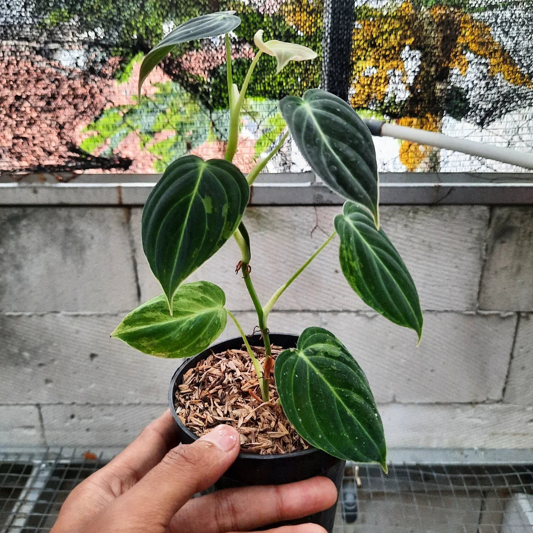 Philodendron Melanocrhysum Variegated — photo 3