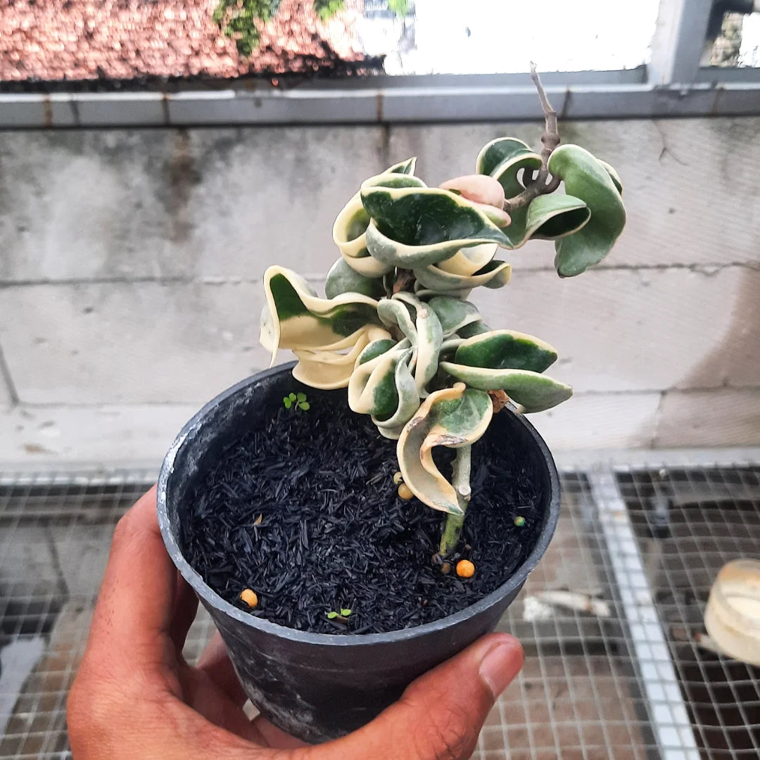 Hoya Compacta Regalis Variegated Long — photo 3