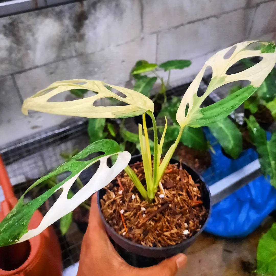 Monstera Adansonii Mint Indonesia — rare Indonesian plant