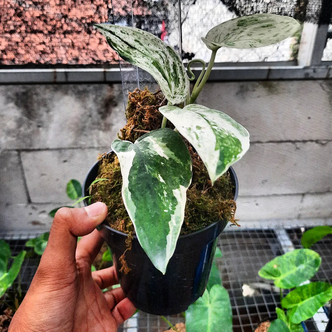 Scindapsus Silver Satin — photo 3