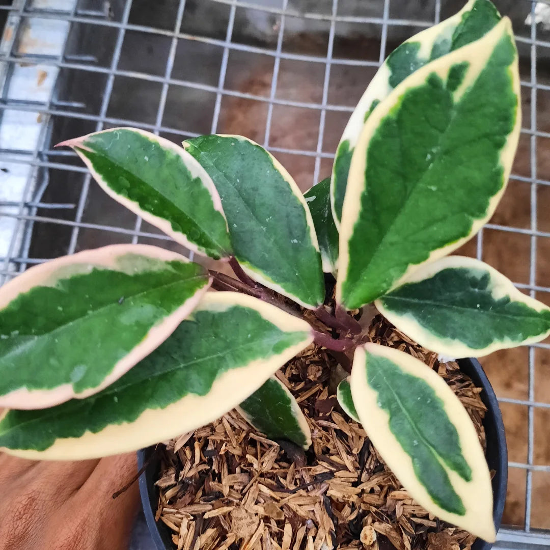 Hoya Flamingo — photo 2
