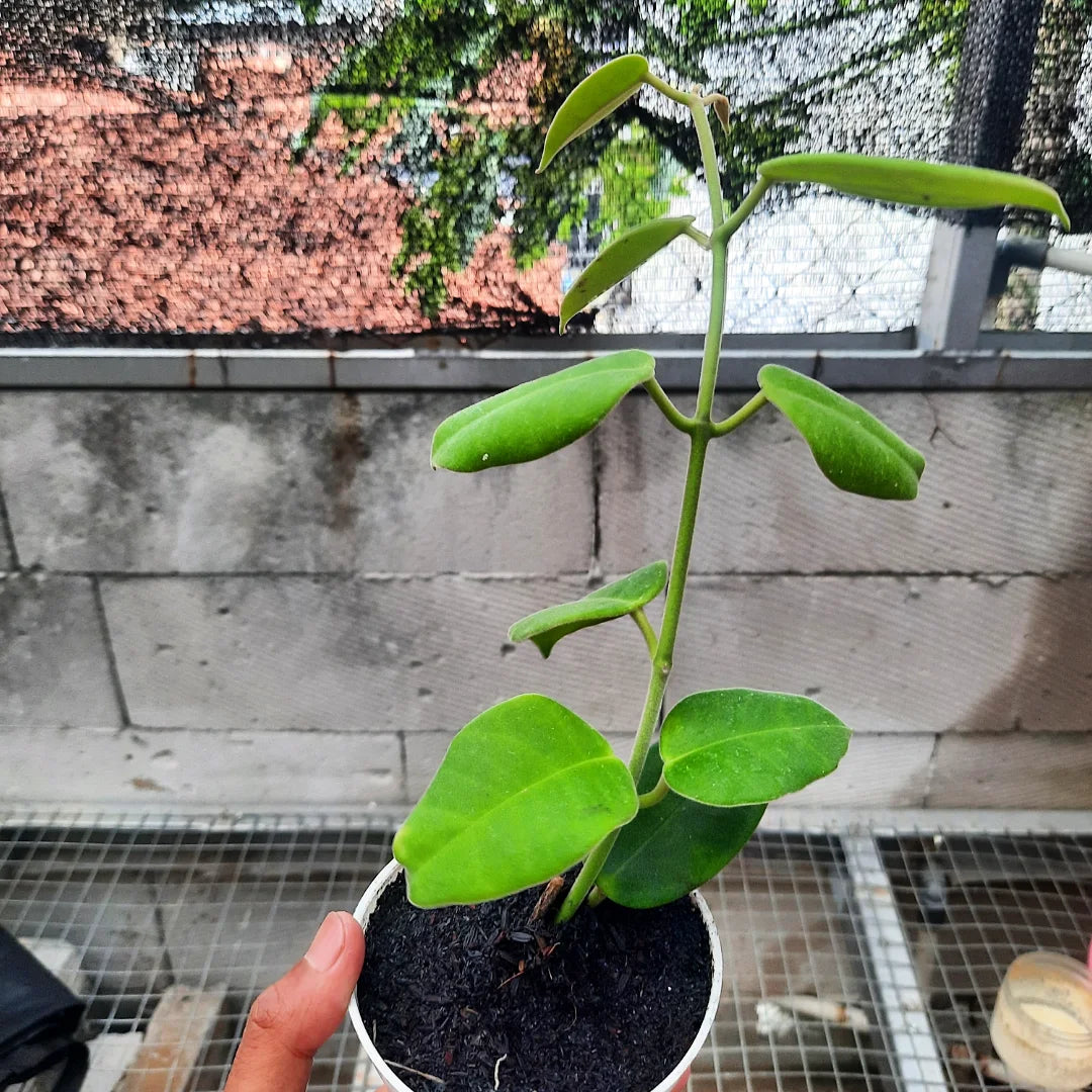 Hoya Gigas — rare Indonesian plant