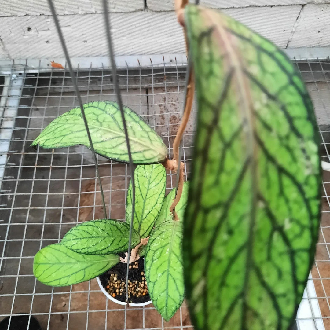 Hoya Tanggamus — photo 2