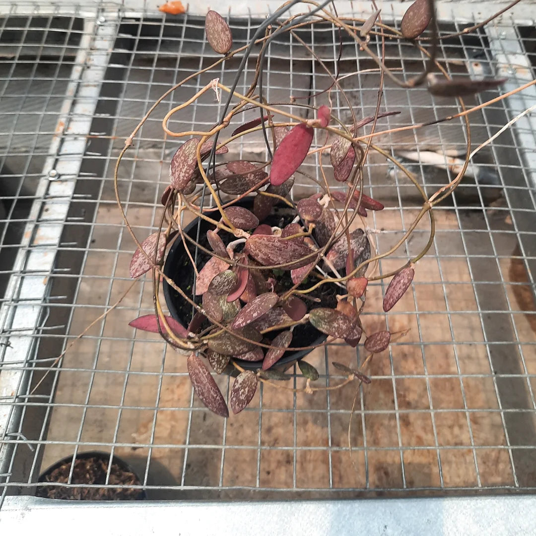 Hoya Sigillatis Red Borneo — photo 2