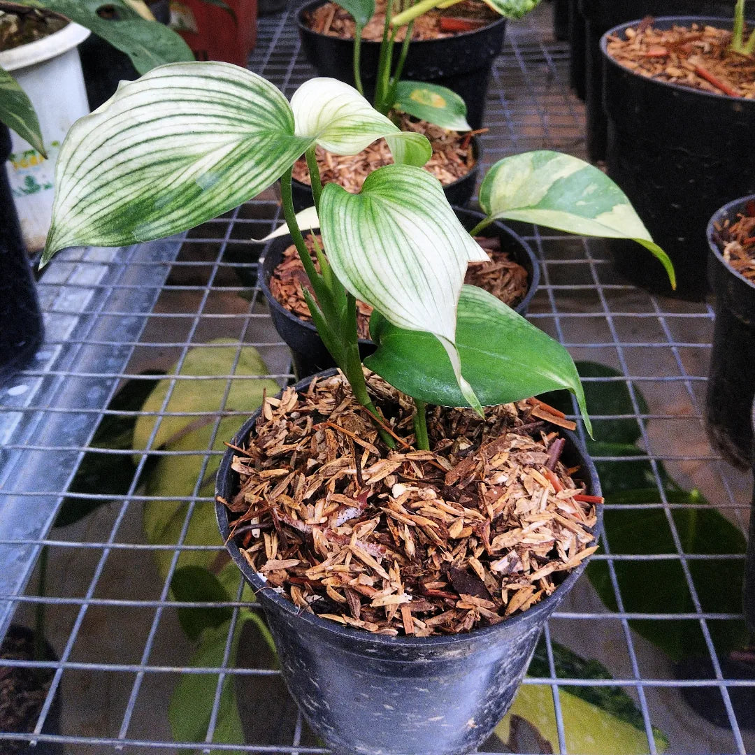 Scindapsus White Monster — photo 2