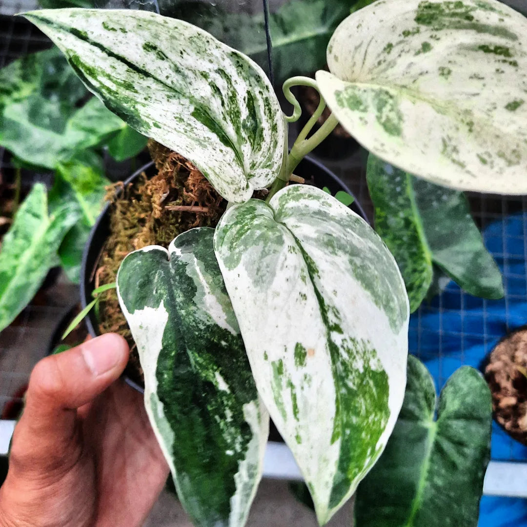 Scindapsus Silver Satin — photo 4