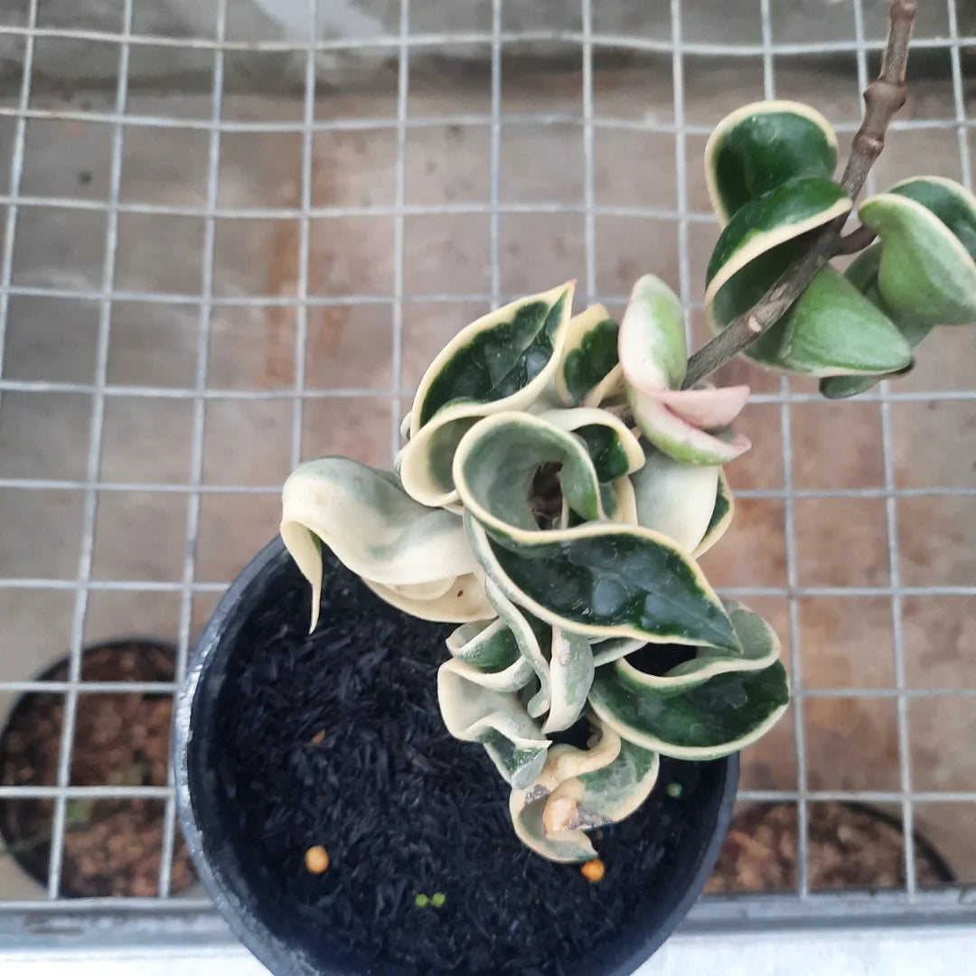 Hoya Compacta Regalis Variegated Long — photo 4