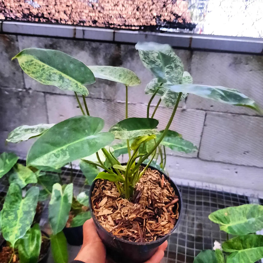 Philodendron Burlemarx Mint — rare Indonesian plant