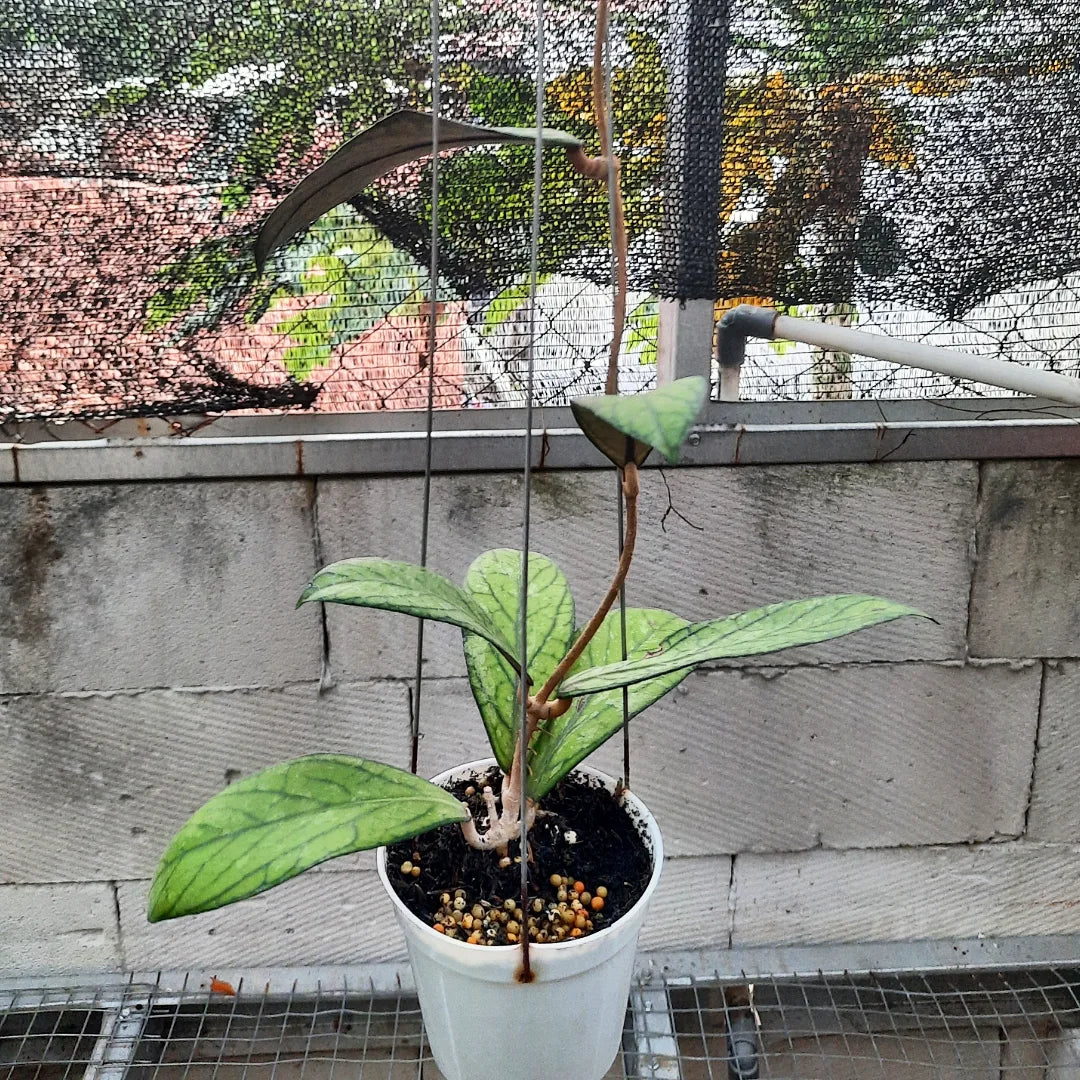 Hoya Tanggamus — rare Indonesian plant