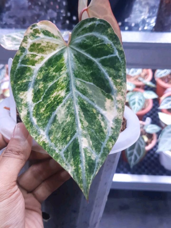 Anthurium Magna Variegated — photo 2