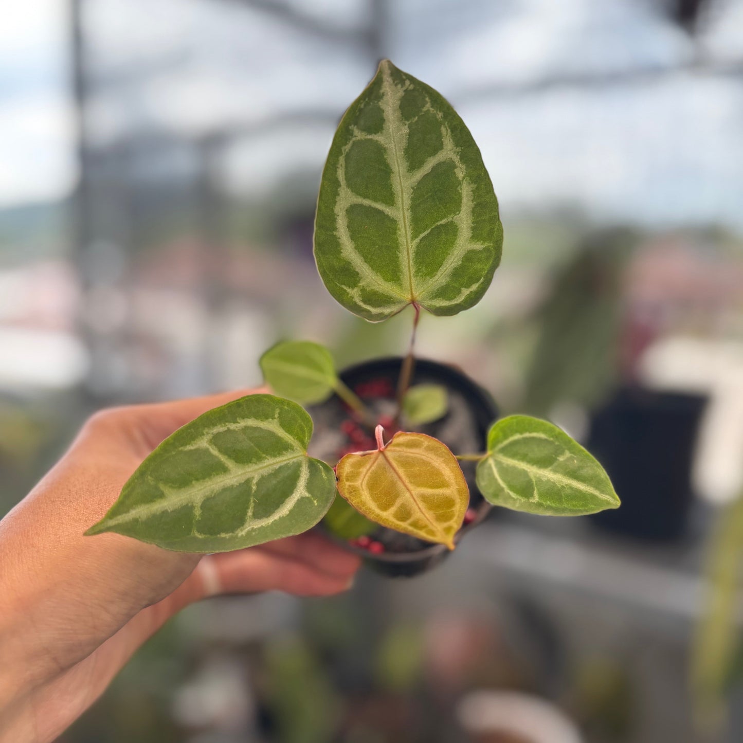 Anthurium Muchlis x Crystallinum - Indonesian Rare Plants