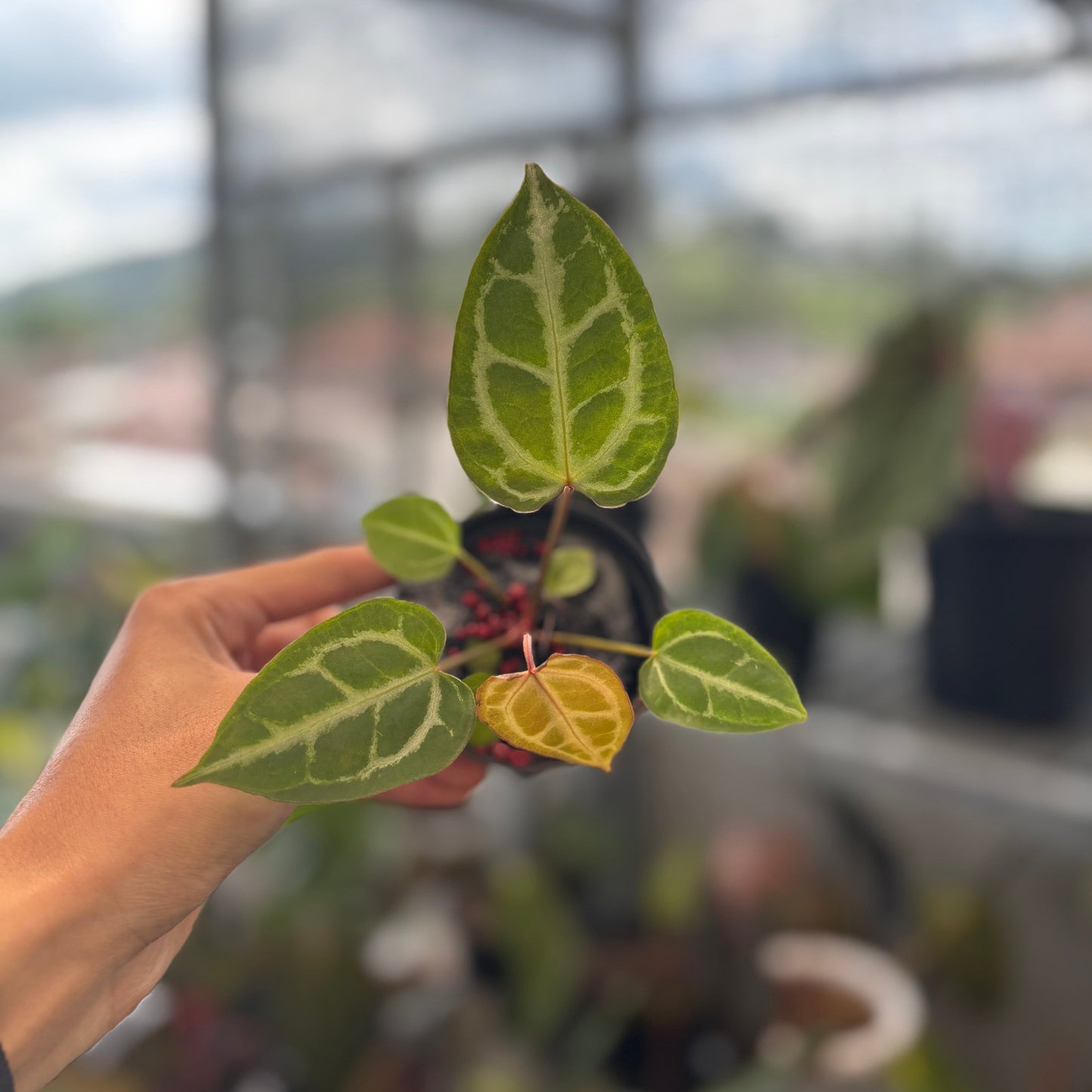 Anthurium Muchlis x Crystallinum