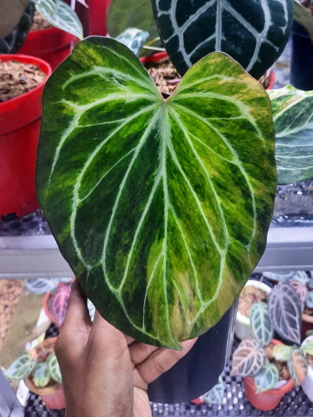 Anthurium King Of Spades HU Variegated — rare Indonesian plant