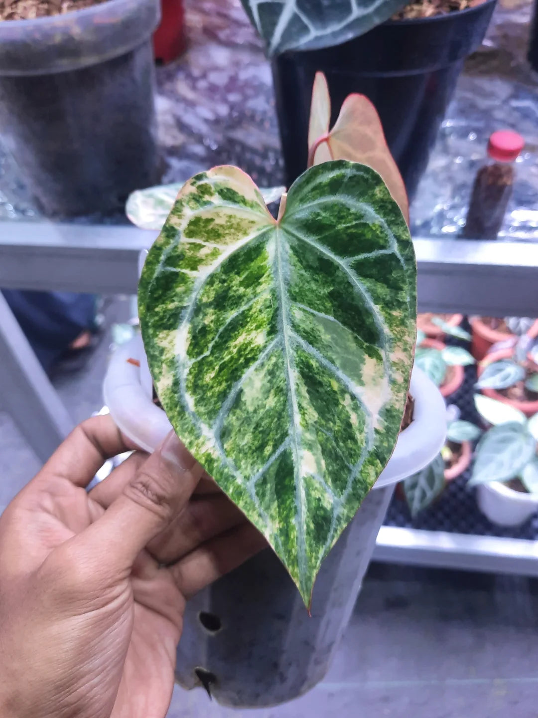 Anthurium Magna Variegated — rare Indonesian plant