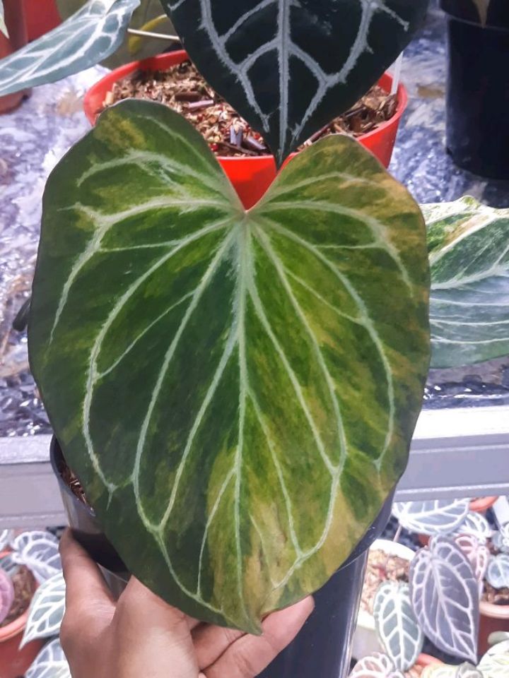 Anthurium King Of Spades HU Variegated — photo 2