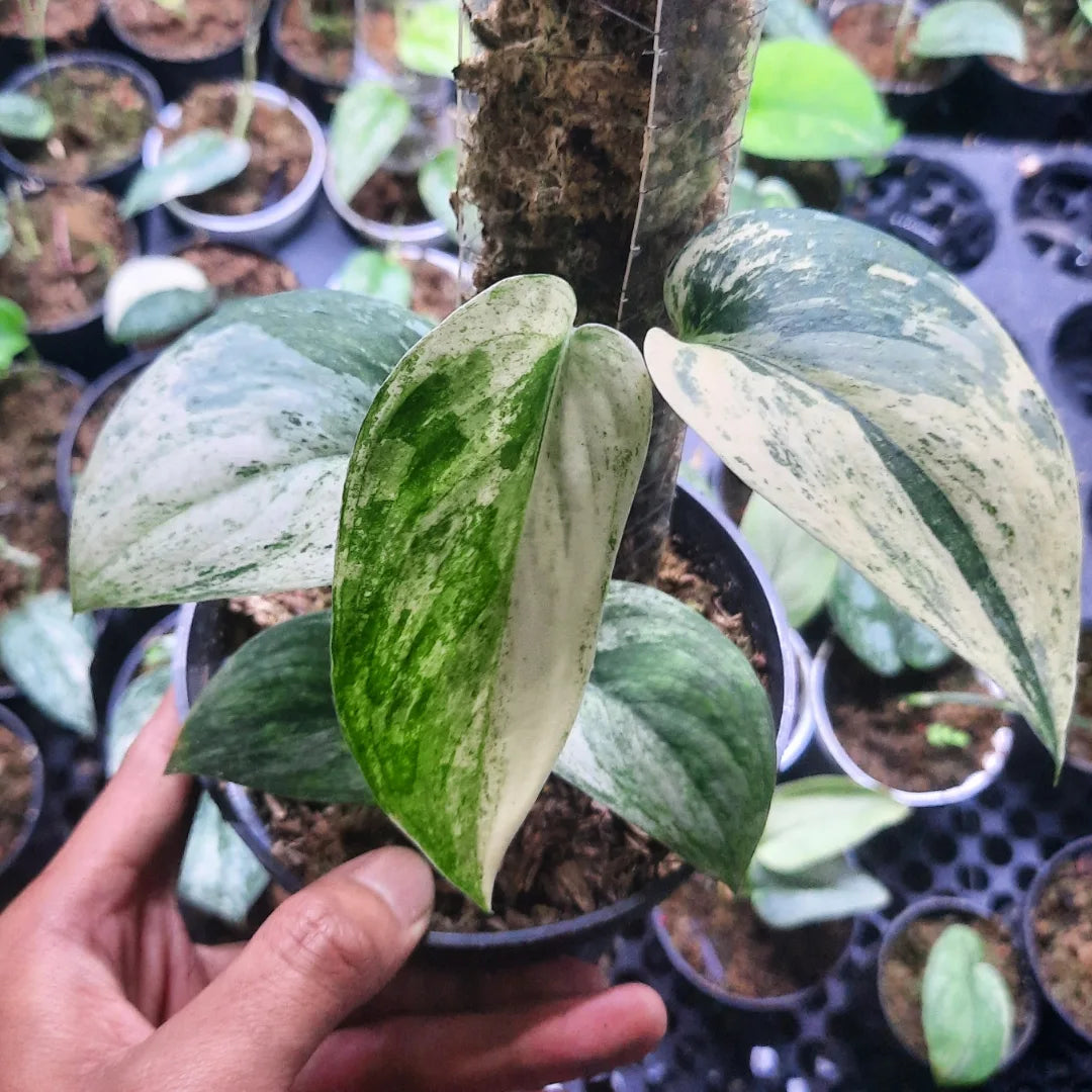 Scindapsus Blue Splash — rare Indonesian plant