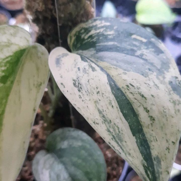 Scindapsus Blue Splash — photo 2