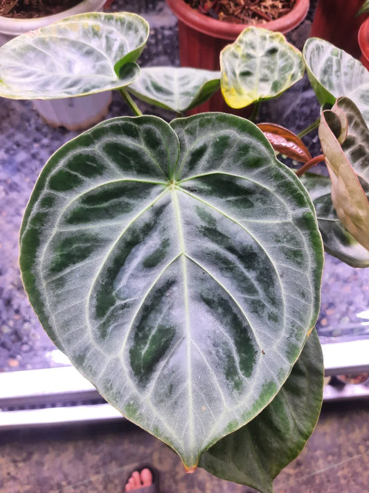 Anthurium Dorayaki Silver Blush — rare Indonesian plant