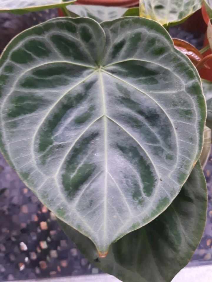 Anthurium Dorayaki Silver Blush — photo 2