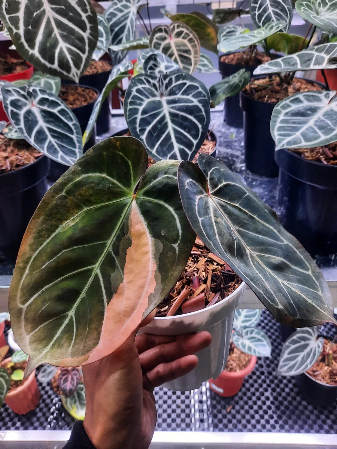 Anthurium Magna x Portillae Variegated — rare Indonesian plant