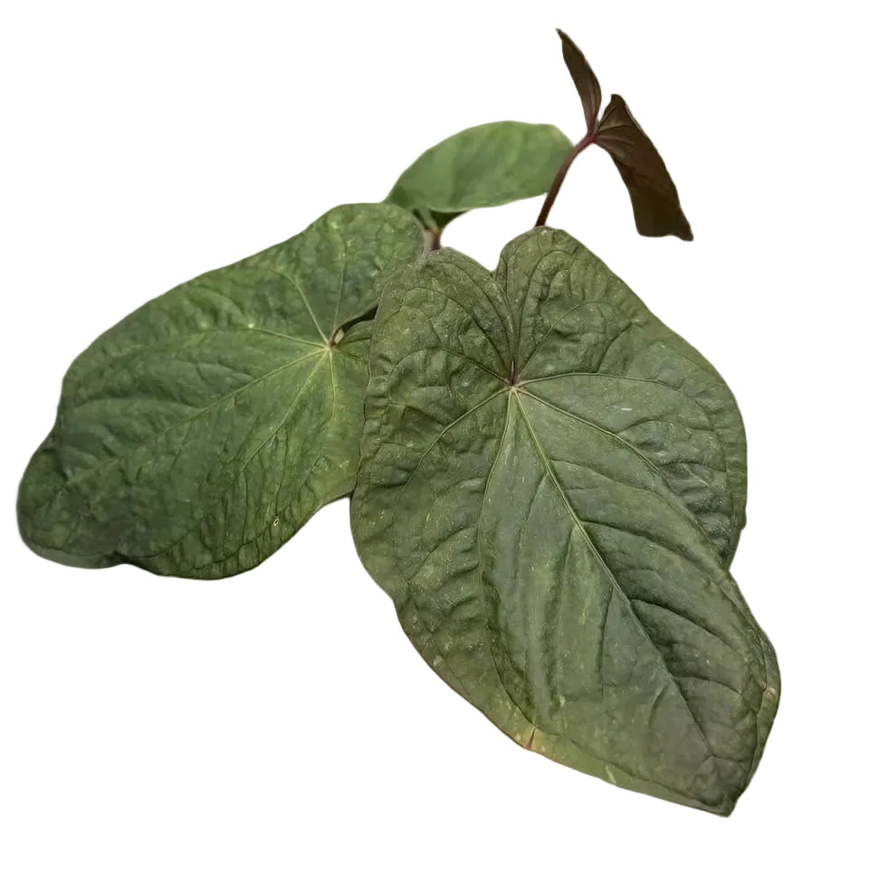 Anthurium kunayalense x Red Vein Dark Phoenix (RVDP)