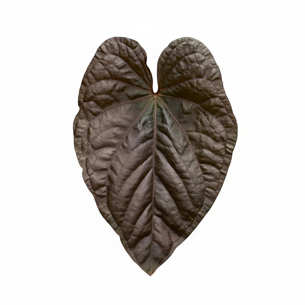 Anthurium Hybrid (Red Vein) (Grower's choice)