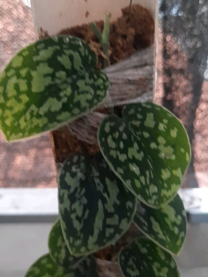 Scindapsus Tricolor Dark Manalak — photo 2