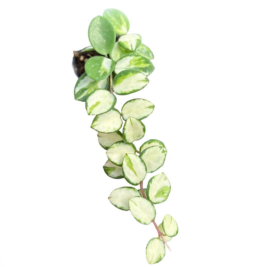 Hoya Mathilde Variegated
