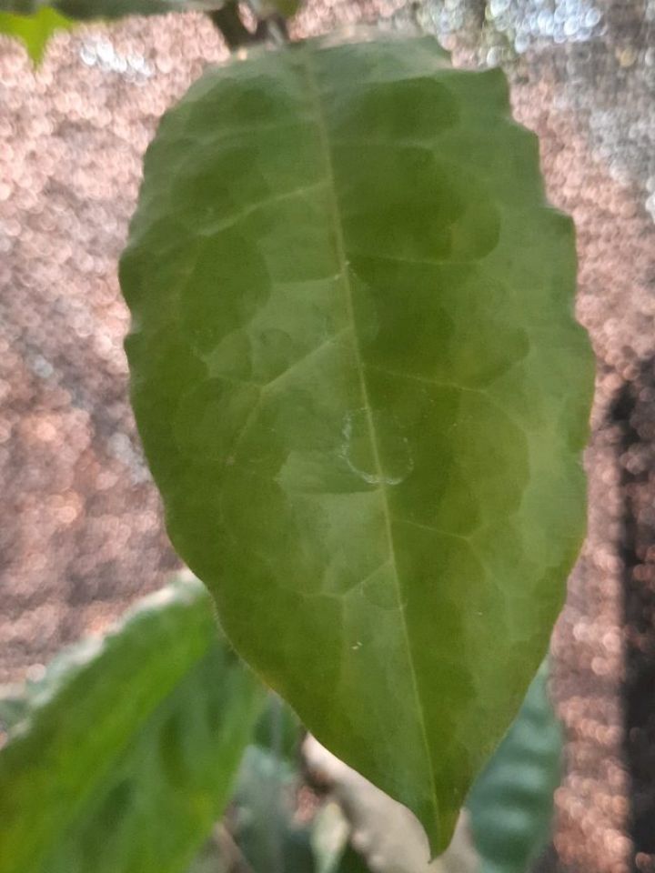 Hoya Verstegii — photo 2