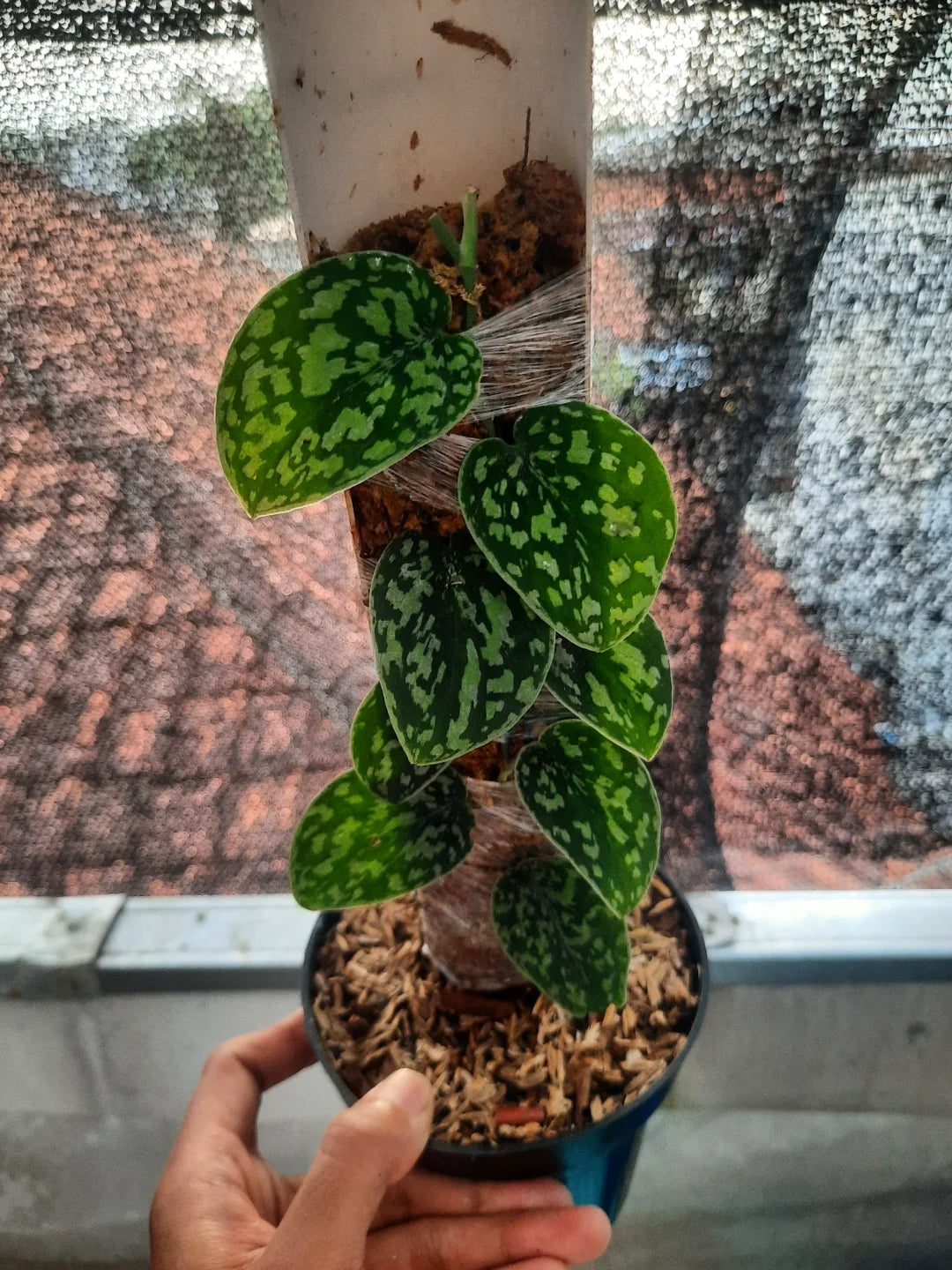 Scindapsus Tricolor Dark Manalak — rare Indonesian plant