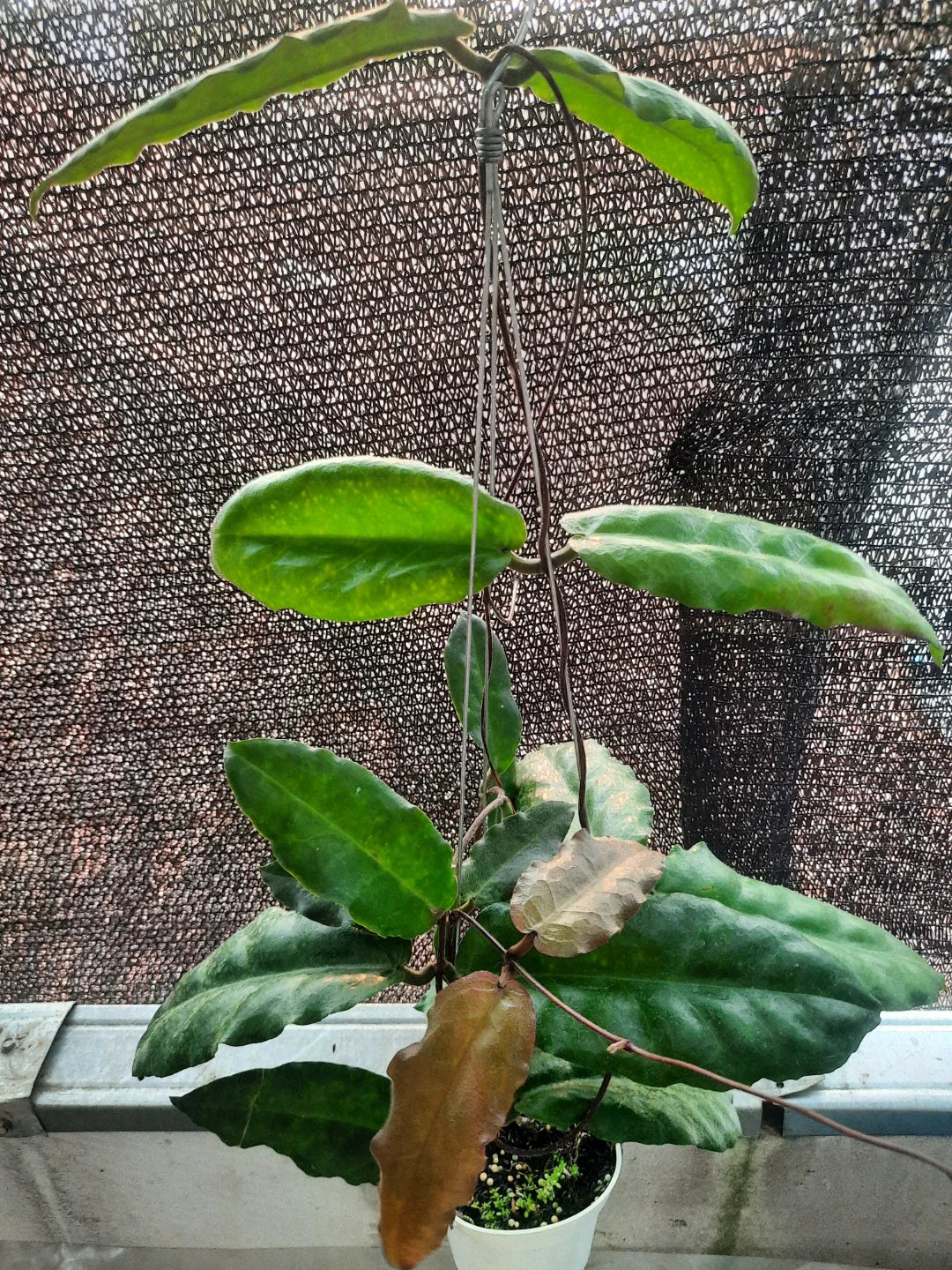 Hoya Verstegii — rare Indonesian plant