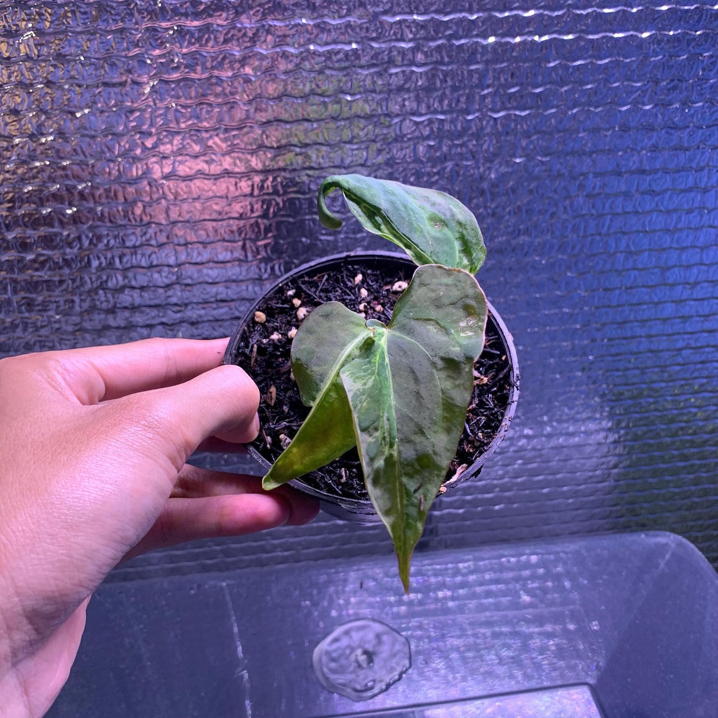 Anthurium Papillilaminum Mutation — rare Indonesian plant