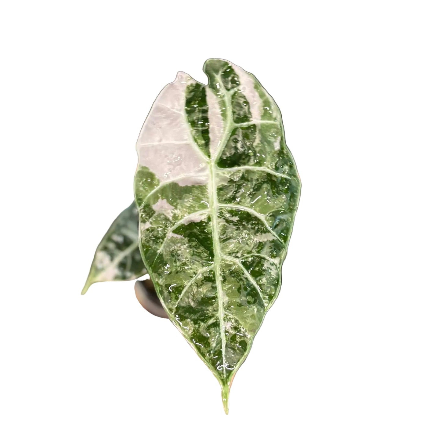 Alocasia watsoniana Doff Albo Variegated (Purple Vein)