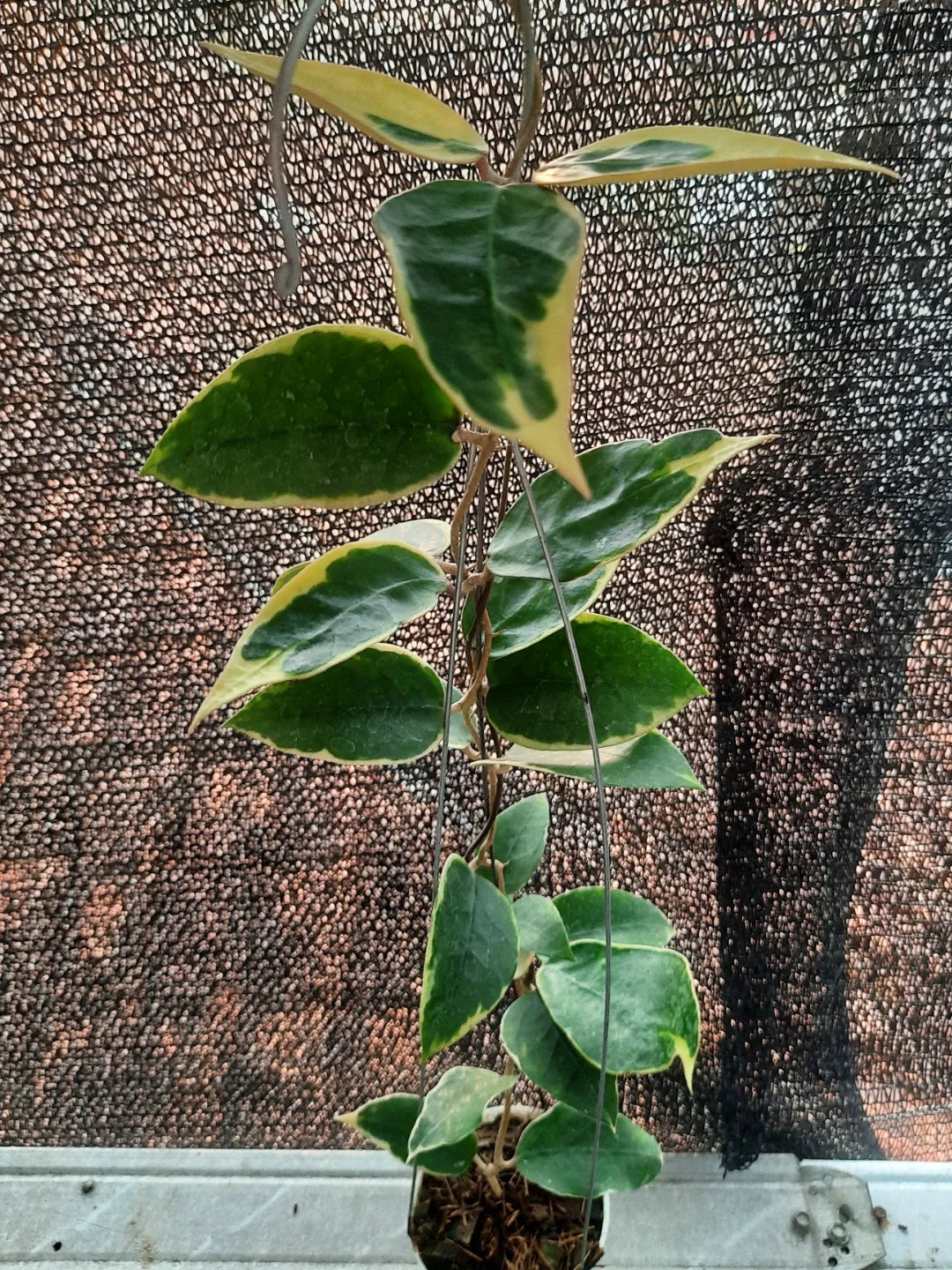 Hoya SP Panglay Albo — rare Indonesian plant