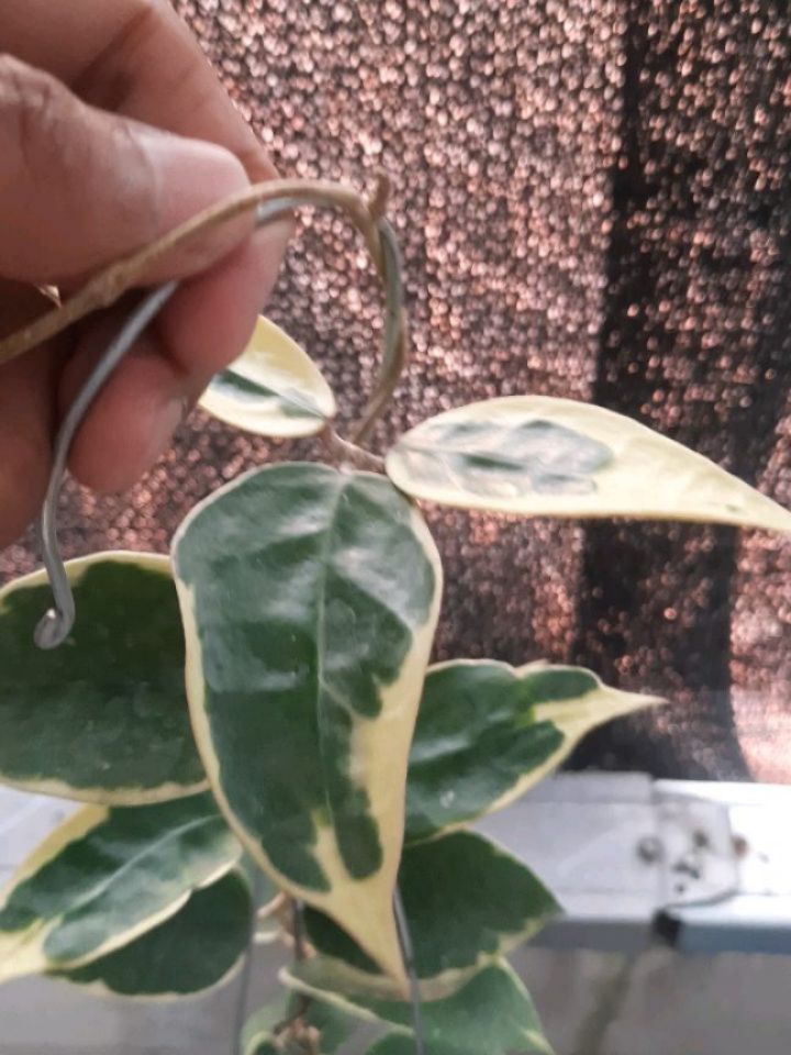 Hoya SP Panglay Albo — photo 2