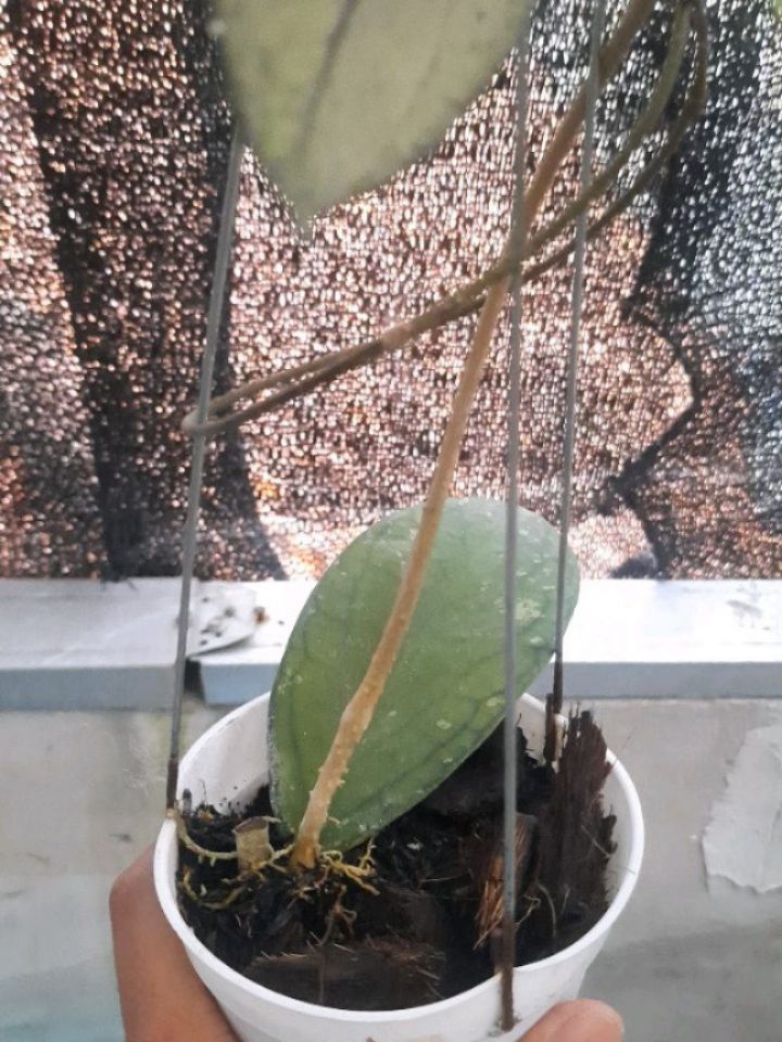 Hoya Tanggamus Splash — photo 2