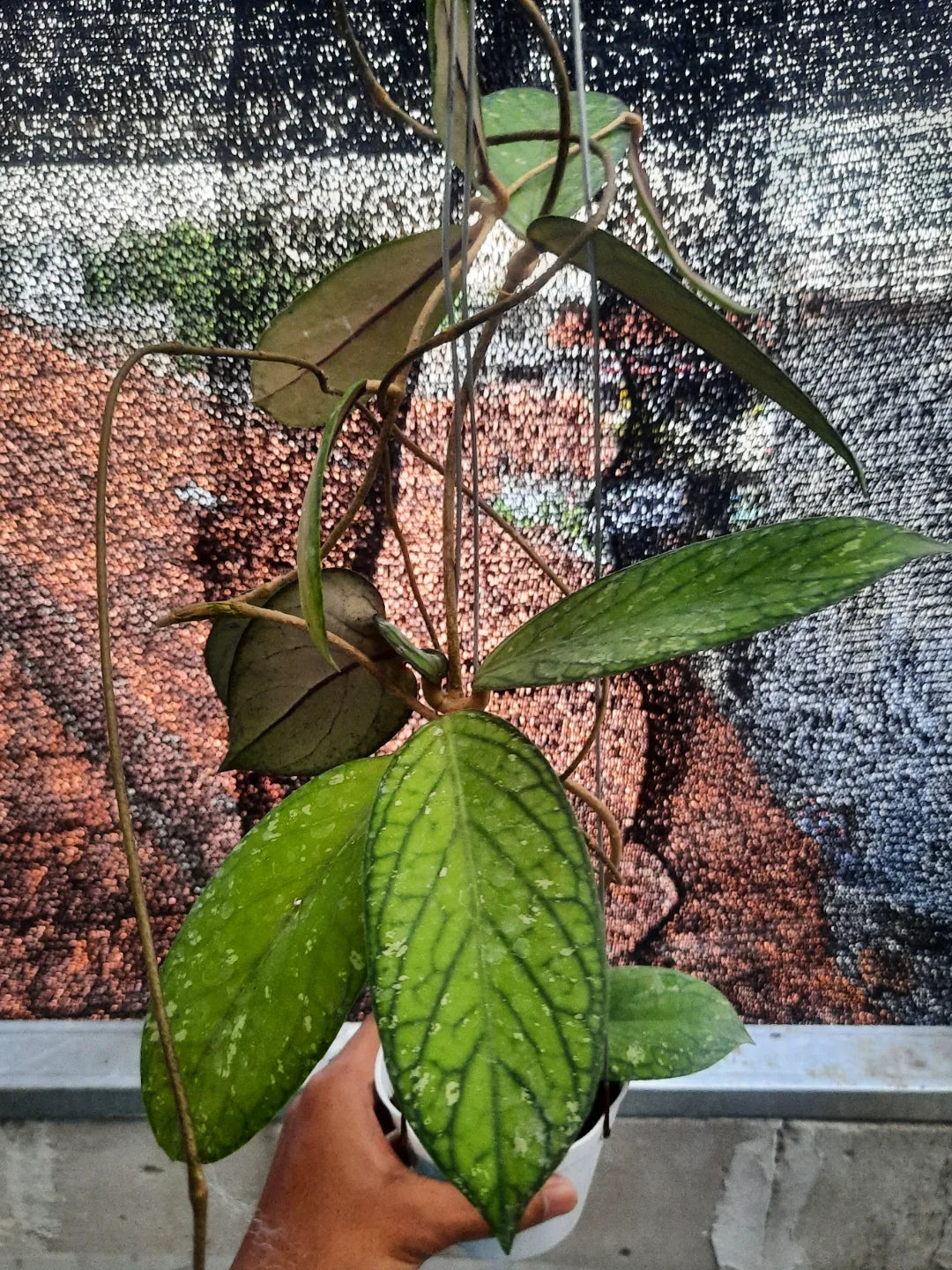 Hoya Tanggamus Splash — rare Indonesian plant