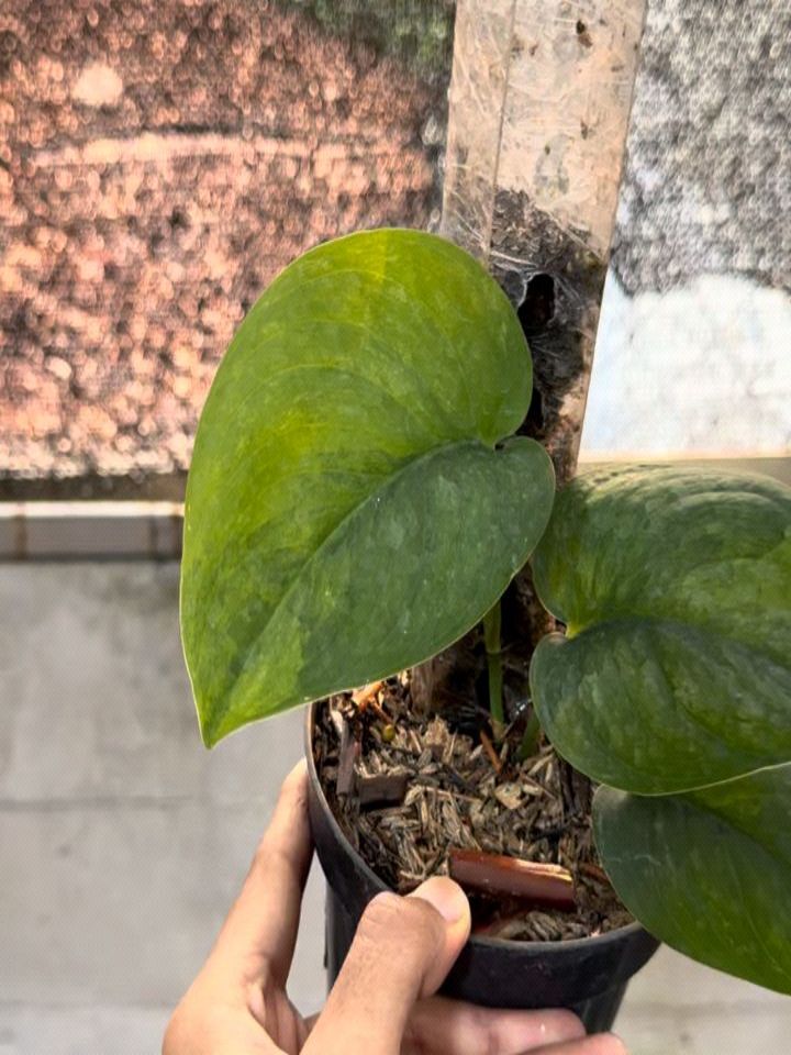 Scindapsus Prabu Green On Green — photo 3