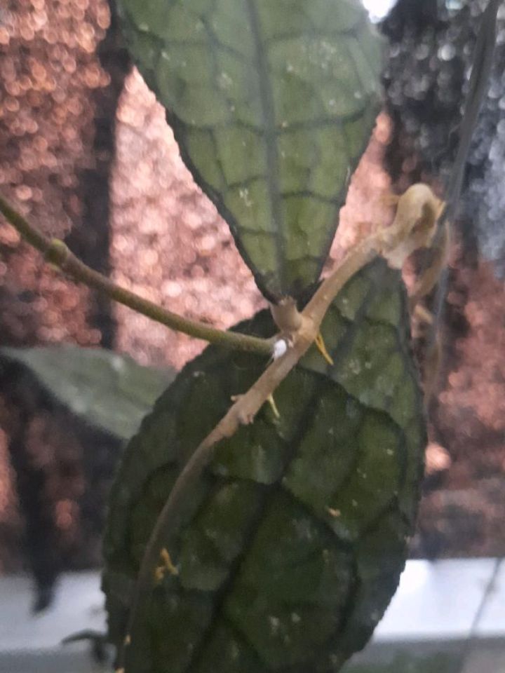 Hoya Clemensiorum Dark Leaf — photo 2
