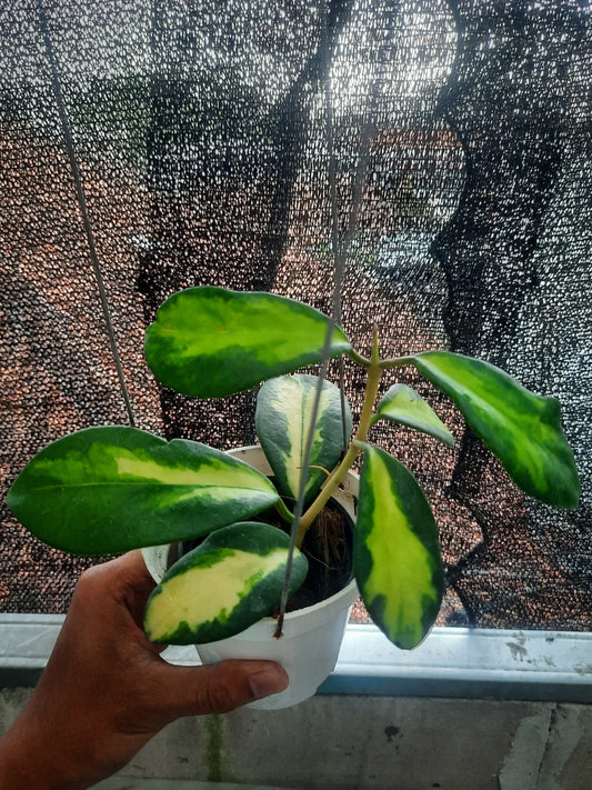 Hoya Diversifolia Inner Variegated — rare Indonesian plant