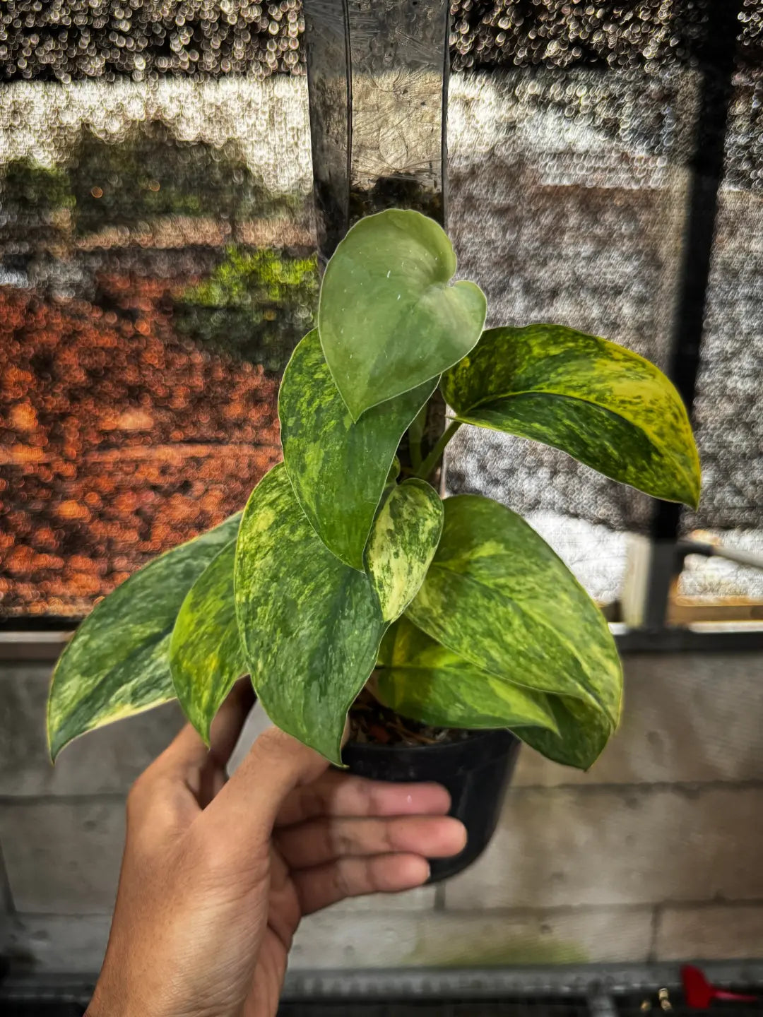 Scindapsus Parahyangan Tricolor — rare Indonesian plant