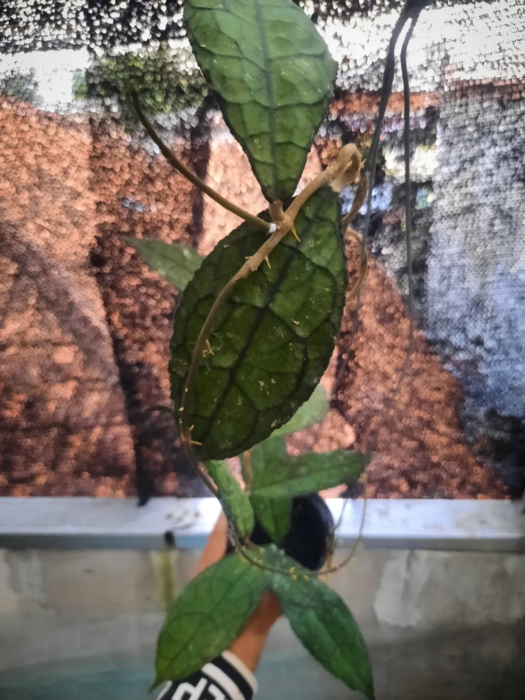 Hoya Clemensiorum Dark Leaf — rare Indonesian plant