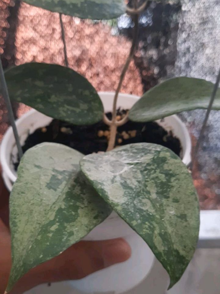 Hoya Verticillata KSB 08 Silver — photo 2