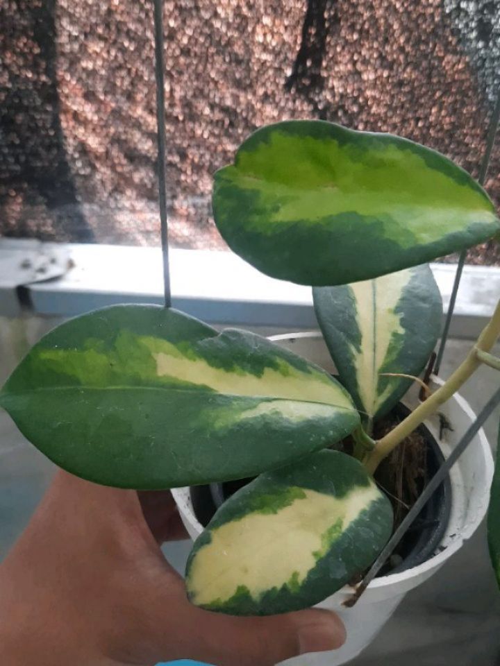 Hoya Diversifolia Inner Variegated — photo 2