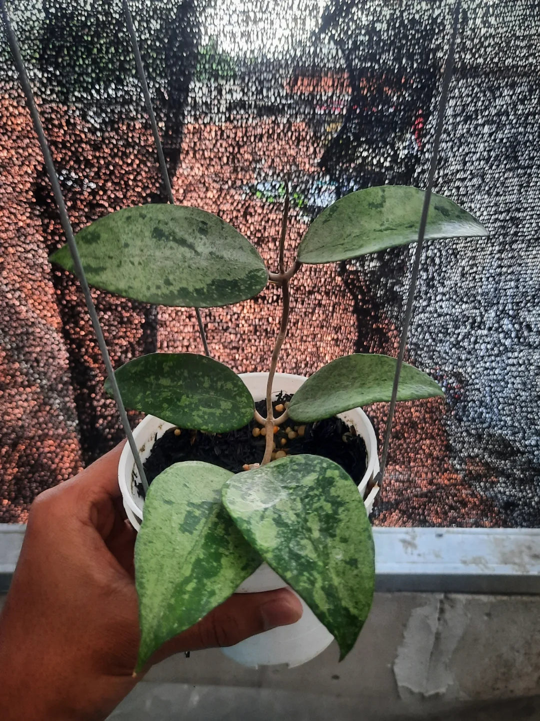 Hoya Verticillata KSB 08 Silver — rare Indonesian plant