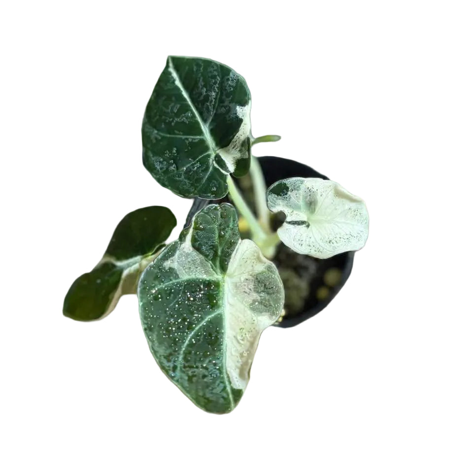 Alocasia Black Velvet Dalmatian