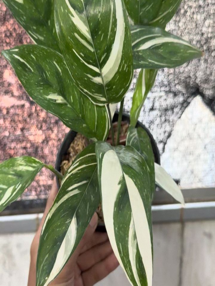 Calathea Leopardina Variegated — photo 2